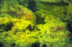Spiny Lobster with Pipefish in Foreground