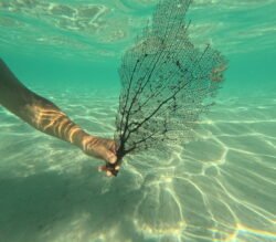 Fan Coral in the Blue Lagoon, Bahamas