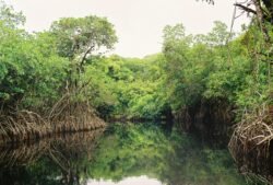 River lined with Mangroves