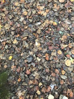 A Carpet of Autumn Leaves