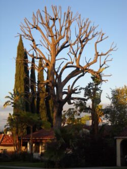 A Tree Grows In Ventura County