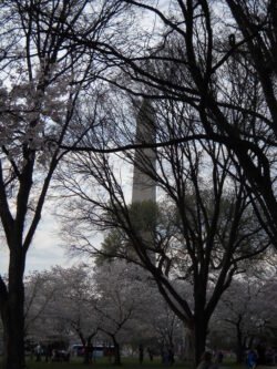 Washington Monument and Cherry Blossoms