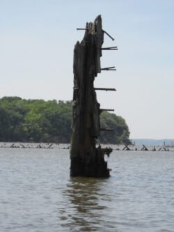 The Stem of a Shipwreck