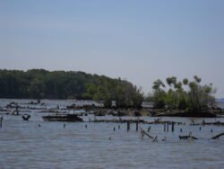 Looking Across Mallows bay