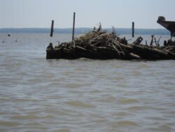 Shipboard Osprey Nest
