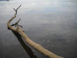 Driftwood Tree