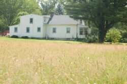 A field of golden grass with large white house in the background, with a huge pine tree on the right side of teh house.