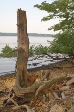 A large piece of driftwood with gnarled roots, on a sand beach along a river, with green trees on the right side.
