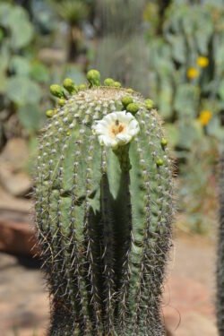 Cactus Flower with Bee