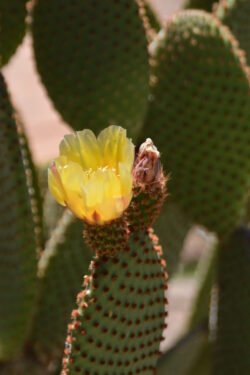 Cactus Flower