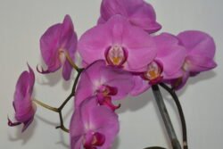 A Orchid