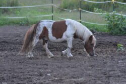 Pony