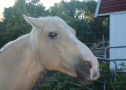 Horse
