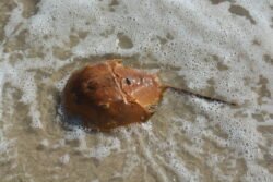 Horseshoe Crab on Jones Beach