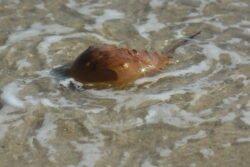 Horseshoe Crab on Jones Beach