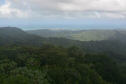 Looking Out at the Rain Forest From Yokahu Tower