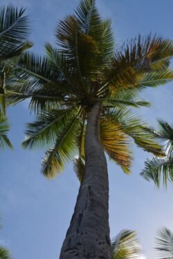Looking Up At A Coconut Palm Tree