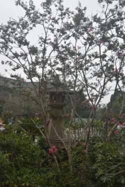 a Crape Myrtle Tree in Huaqing Palace Looking through a Crape Myrtle tree at a garden pavilion in Huaqing Palace