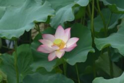 Lotus Blossom