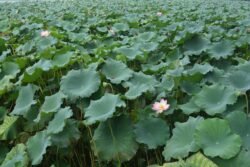 A Field of Lotus Plants
