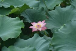 Lotus Blossom