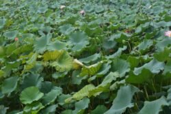 A Field of Lotus Plants