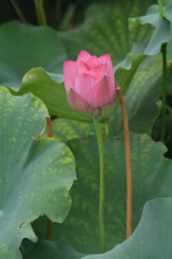 Lotus Bud Blossoming into a Flower