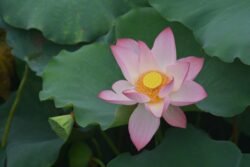 Lotus Blossom