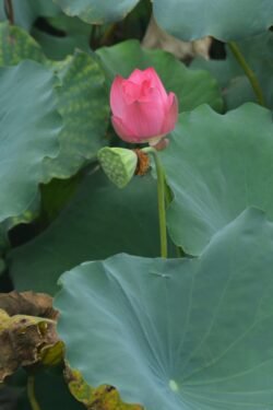 Lotus Bud with Seed Pod