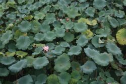 A Field of Lotus Plants
