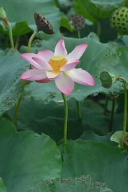 Lotus Blossom