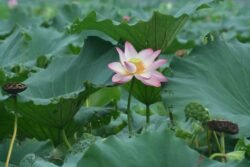 Lotus Blossom