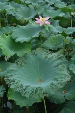Lotus Blossom