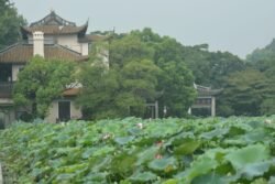 A Field Of Lotus Plants