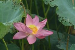 Lotus Blossom
