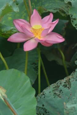 Lotus Blossom