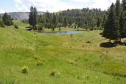 A Field of Dreams, Yellowstone Park