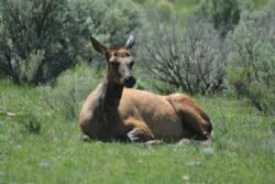Resting Elk at Yellowstone Park