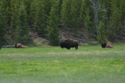 Buffalo at Yellowstone Park
