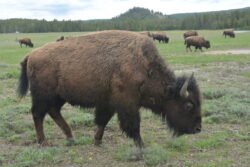 Buffalo at Yellowstone Park