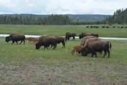 Buffalo at Yellowstone Park