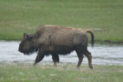 Buffalo at Yellowstone Park