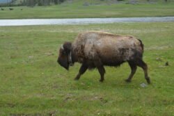 Buffalo at Yellowstone Park