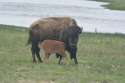 Buffalo at Yellowstone Park