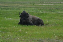 Buffalo at Yellowstone Park