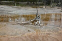 Bacteria Mat Hot Springs in Yellowstone Park