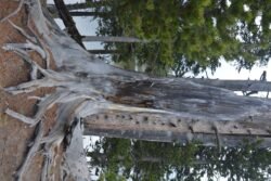 A Tree Grows in Yellowstone Park
