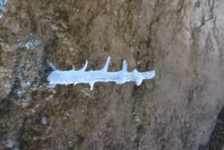 A dead tree, mineralized by the hot springs water.