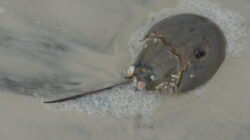 Horseshoe Crab on the Beach