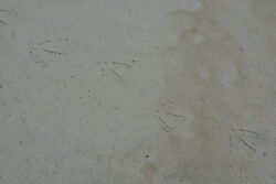 Footprints in the Sand